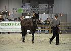 GENEROSO LXXIV-Coppetta Gianluca